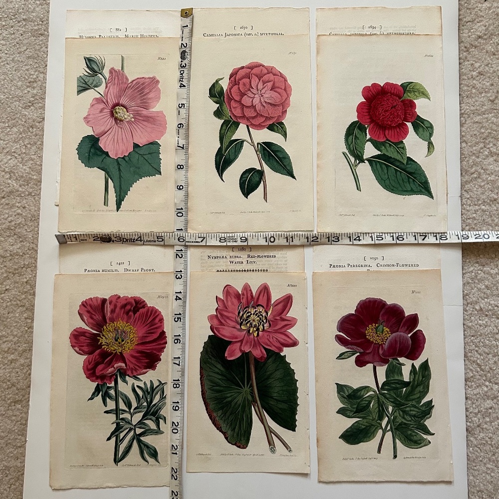 6 Curtis 1800’s Hand-colored Engravings Peony, Hibiscus, Camellia, Water Lily - Picture 13 of 13